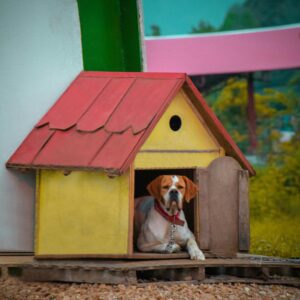 Hundehütte